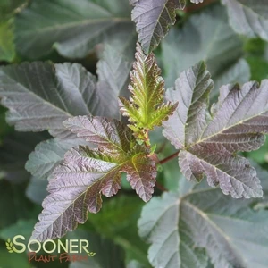 DIABOLO™ NINEBARK 2 DIABOLO™ NINEBARK - Image 2