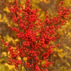 BERRY HEAVY® WINTERBERRY HOLLY