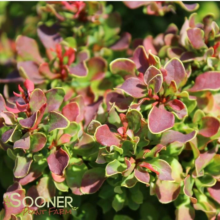 GOLDEN RUBY™ BARBERRY 1 GOLDEN RUBY™ BARBERRY
