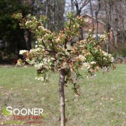 SARGENT TINA CRABAPPLE 7 SARGENT TINA CRABAPPLE -Outlet The Brio Bud Store DETA 1303