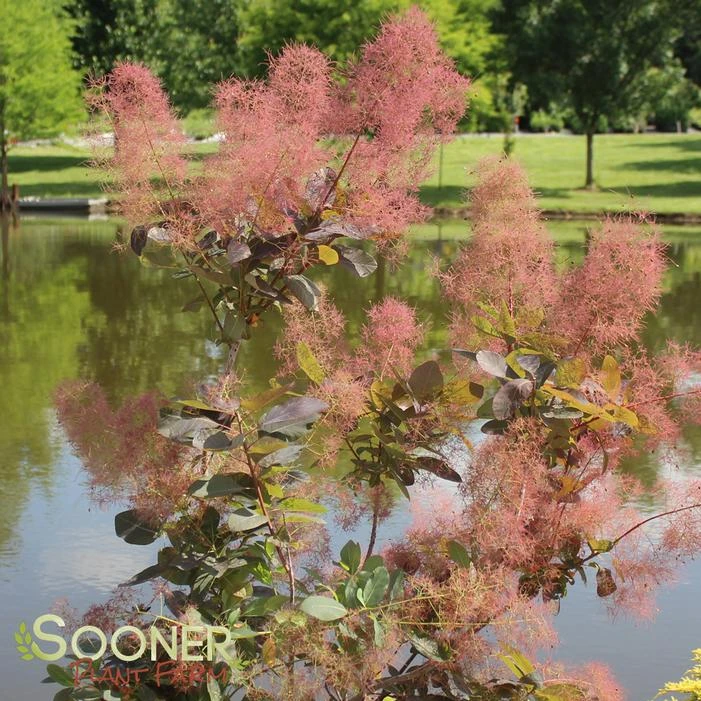 GRACE SMOKETREE 1 GRACE SMOKETREE