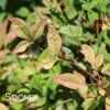 GULF STREAM NANDINA