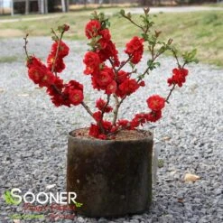 DOUBLE TAKE® SCARLET STORM QUINCE -Outlet The Brio Bud Store DETA 2022