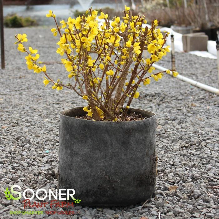 SHOW OFF® FORSYTHIA 1 SHOW OFF® FORSYTHIA