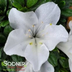 BLOOM-A-THON® WHITE AZALEA 7 BLOOM-A-THON® WHITE AZALEA -Outlet The Brio Bud Store DETA 2244