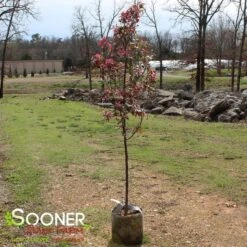 PRAIRIFIRE CRABAPPLE -Outlet The Brio Bud Store DETA 23