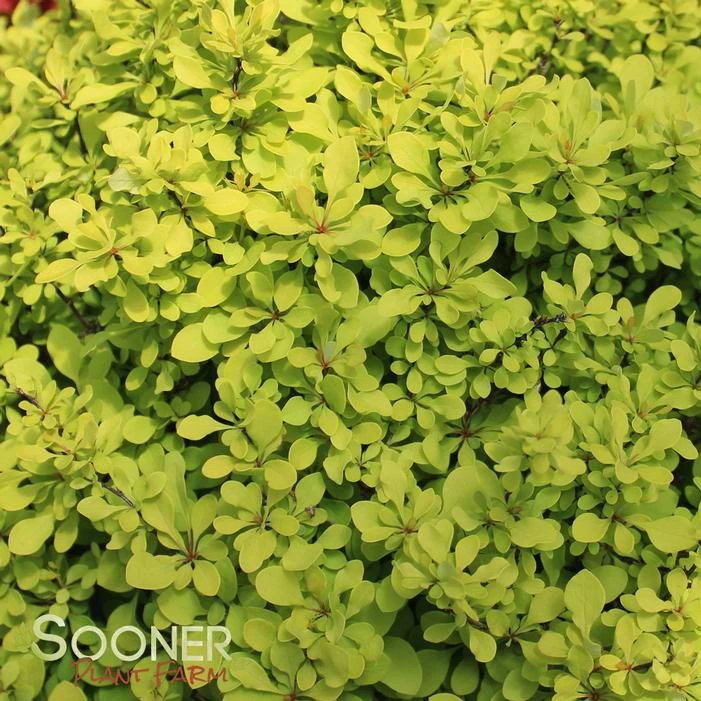 SUNJOY® MINI SAFFRON BARBERRY 1 SUNJOY® MINI SAFFRON BARBERRY