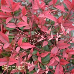 FLIRT™ NANDINA -Outlet The Brio Bud Store DETA 2539