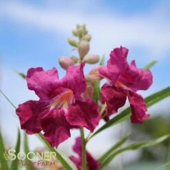BURGUNDY DESERT WILLOW -Outlet The Brio Bud Store DETA 26