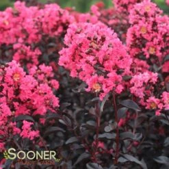 MIDNIGHT MAGIC™ CRAPEMYRTLE -Outlet The Brio Bud Store DETA 2671