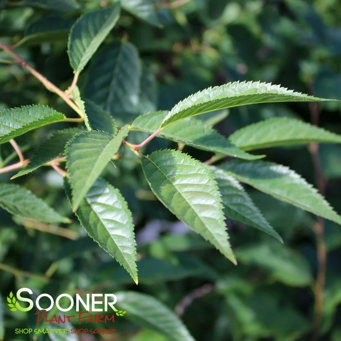 OKAME FLOWERING CHERRY 1 OKAME FLOWERING CHERRY
