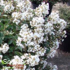 ENDURING SUMMER™ WHITE CRAPEMYRTLE -Outlet The Brio Bud Store DETA 2826