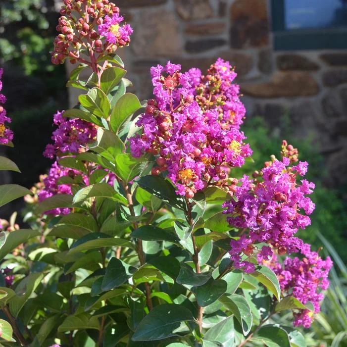 PRINCESS JADEN™ CRAPEMYRTLE 1 PRINCESS JADEN™ CRAPEMYRTLE