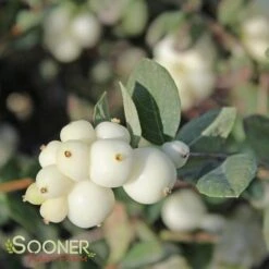 GALAXY™ CORALBERRY 4 GALAXY™ CORALBERRY -Outlet The Brio Bud Store DETA 2842