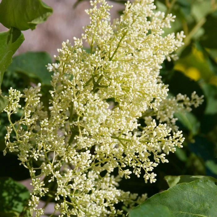 SNOWDANCE™ JAPANESE TREE LILAC 2 SNOWDANCE™ JAPANESE TREE LILAC - Image 2