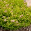 SUNDROP™ SPIRAEA