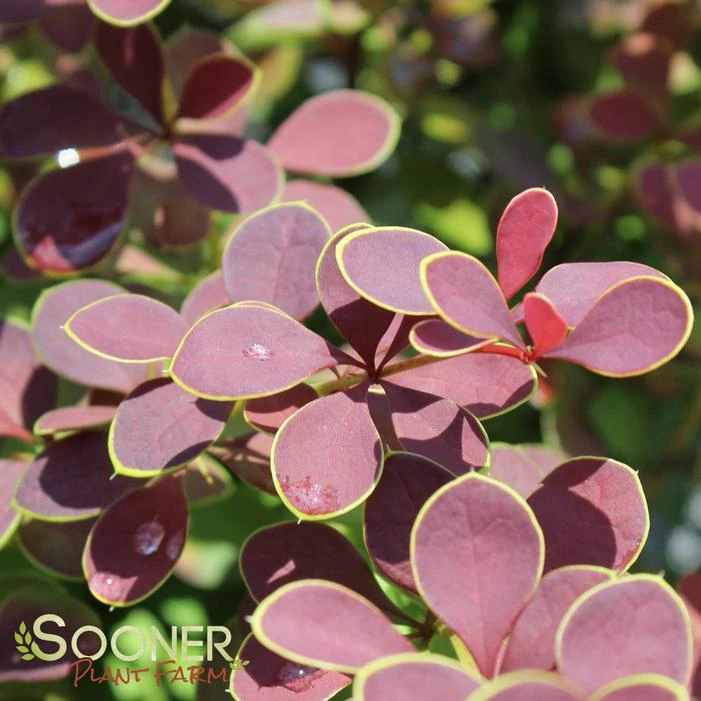 TOSCANA™ BARBERRY 1 TOSCANA™ BARBERRY