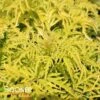 LEMONY LACE® ELDERBERRY