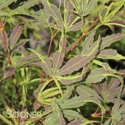 MANYO NO SATO UPRIGHT JAPANESE MAPLE -Outlet The Brio Bud Store DETA 3000