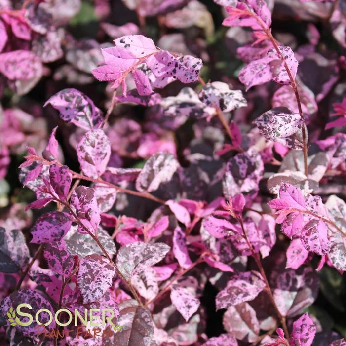 JAZZ HANDS VARIEGATED® LOROPETALUM 3 JAZZ HANDS VARIEGATED® LOROPETALUM - Image 3