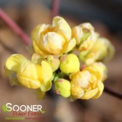 CREEPING MAHONIA 5 CREEPING MAHONIA -Outlet The Brio Bud Store DETA 3306