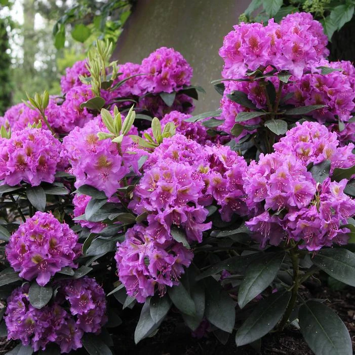DANDY MAN® PURPLE RHODODENDRON 2 DANDY MAN® PURPLE RHODODENDRON - Image 2