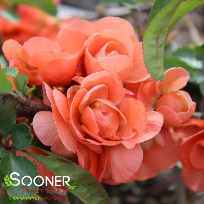 DOUBLE TAKE® PEACH STORM QUINCE 2 DOUBLE TAKE® PEACH STORM QUINCE - Image 2