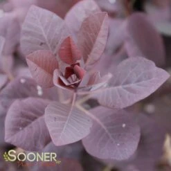 WINECRAFT BLACK® SMOKETREE