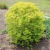 SUNSHINE LIGUSTRUM