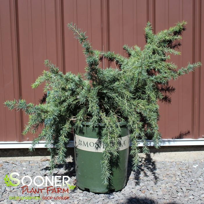 FEELIN' BLUE WEEPING DEODAR CEDAR 2 FEELIN' BLUE WEEPING DEODAR CEDAR - Image 2