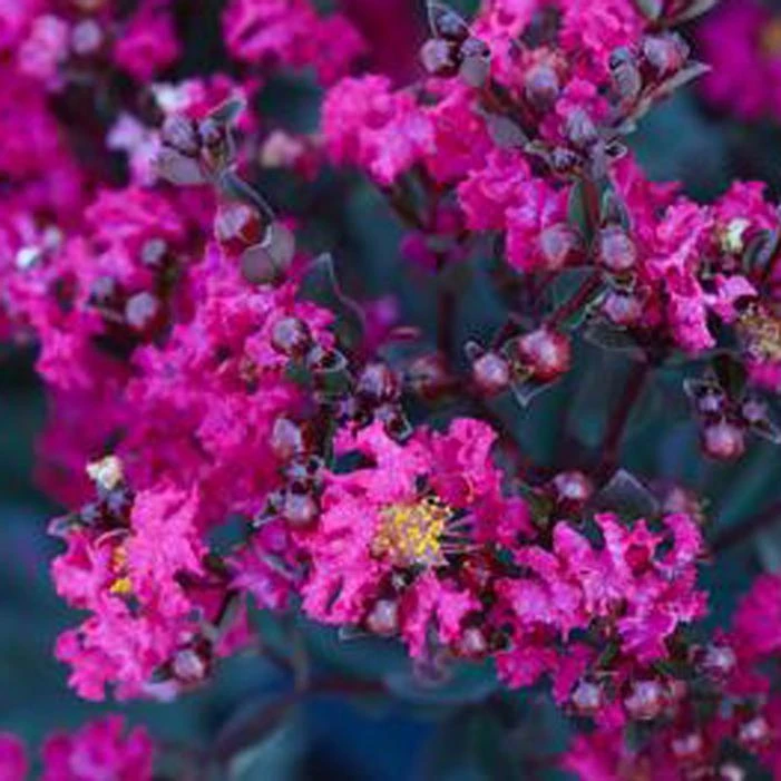 BLACK DIAMOND® MYSTIC MAGENTA CRAPEMYRTLE 2 BLACK DIAMOND® MYSTIC MAGENTA CRAPEMYRTLE - Image 2