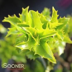 CASTLE KEEP® BLUE HOLLY -Outlet The Brio Bud Store DETA 3847