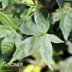 KATSURA NISHIKI UPRIGHT JAPANESE MAPLE 5 KATSURA NISHIKI UPRIGHT JAPANESE MAPLE -Outlet The Brio Bud Store DETA 3861