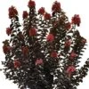 THUNDERSTRUCK™ CORAL BOOM™ CRAPEMYRTLE