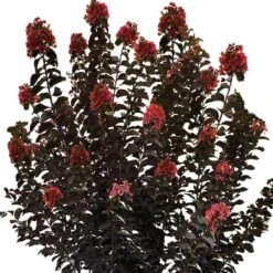 THUNDERSTRUCK™ CORAL BOOM™ CRAPEMYRTLE