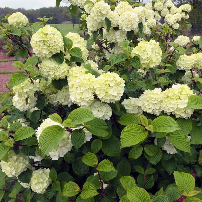 OPENING DAY™ DOUBLEFILE VIBURNUM 1 OPENING DAY™ DOUBLEFILE VIBURNUM
