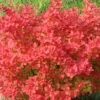 SUNJOY NEO® BARBERRY