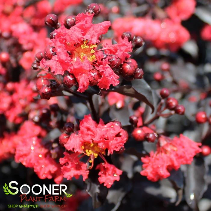 CENTER STAGE® RED CRAPEMYRTLE 1 CENTER STAGE® RED CRAPEMYRTLE