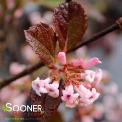 SWEET TALKER® VIBURNUM -Outlet The Brio Bud Store DETA 4262