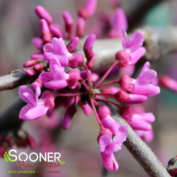LAVENDER TWIST™ WEEPING REDBUD 1 LAVENDER TWIST™ WEEPING REDBUD
