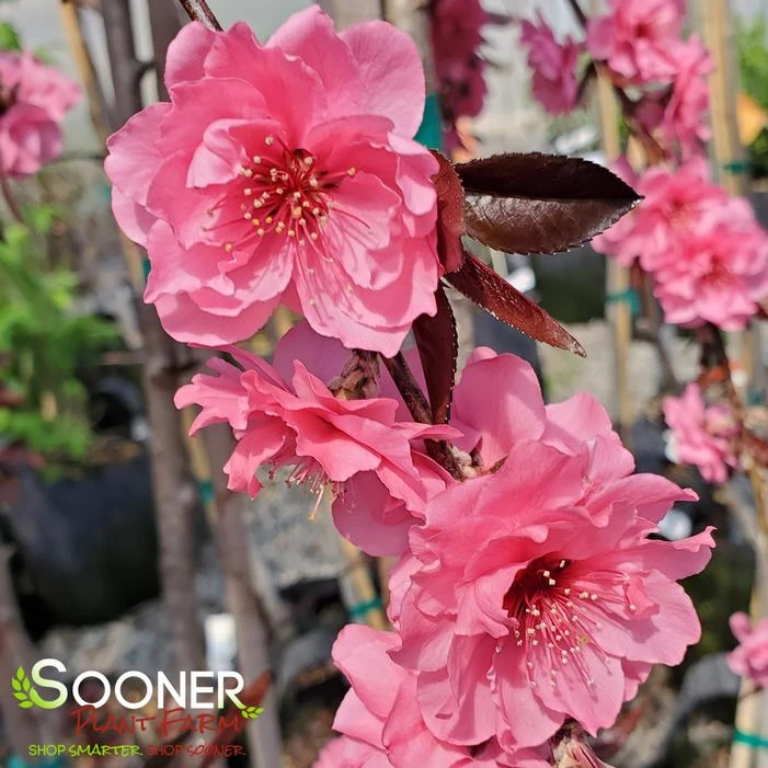 PINK CASCADE WEEPING ORNAMENTAL PEACH 1 PINK CASCADE WEEPING ORNAMENTAL PEACH