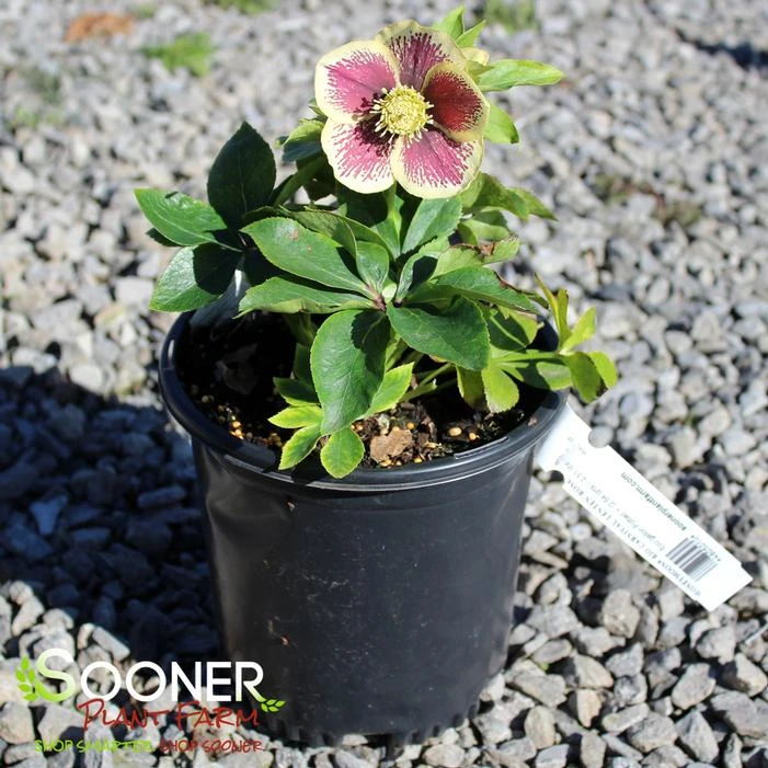 HONEYMOON® RIO CARNIVAL LENTEN ROSE 1 HONEYMOON® RIO CARNIVAL LENTEN ROSE