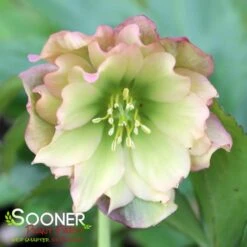WEDDING PARTY® MOTHER OF THE BRIDE LENTEN ROSE -Outlet The Brio Bud Store DETA 4606