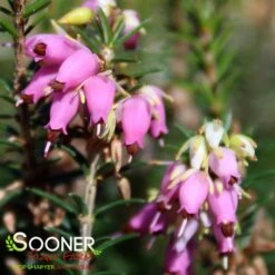 PIRBRIGHT ROSE HEATHER