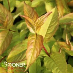 KODIAK® FRESH® BUSH HONEYSUCKLE -Outlet The Brio Bud Store DETA 4837