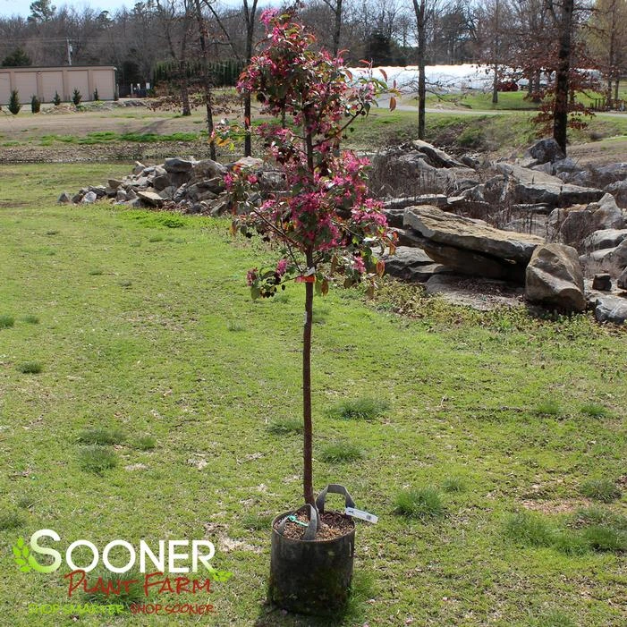 PURPLE PRINCE CRABAPPLE 1 PURPLE PRINCE CRABAPPLE