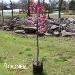 SHOW TIME™ CRABAPPLE 5 SHOW TIME™ CRABAPPLE -Outlet The Brio Bud Store DETA 4906