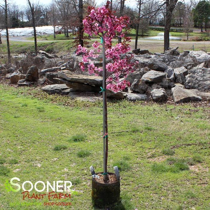 SHOW TIME™ CRABAPPLE 3 SHOW TIME™ CRABAPPLE - Image 3