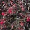 PURPLE DAYDREAM® DWARF LOROPETALUM