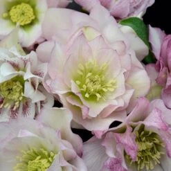 WEDDING PARTY® FLOWER GIRL LENTEN ROSE -Outlet The Brio Bud Store DETA 5060